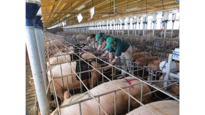 En Tandil hay 20 criaderos habilitados con un elenco estable de 4000 madres